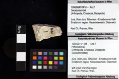 Foto (Objket + Etiketten) von Eodromites grandis (von Meyer, 1857) 